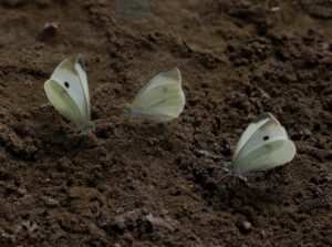 窓断熱リフォームのROI計算を行う際のポイントは？