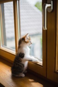 窓の断熱に関する初心者向けの最強アイデアは？